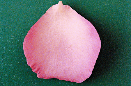 Shop by Scent - Floral