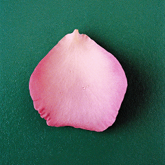 Shop by Scent - Floral