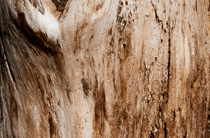 Shop by Scent - Woodsy