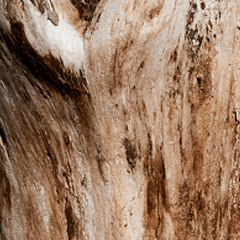 Shop by Scent - Woodsy