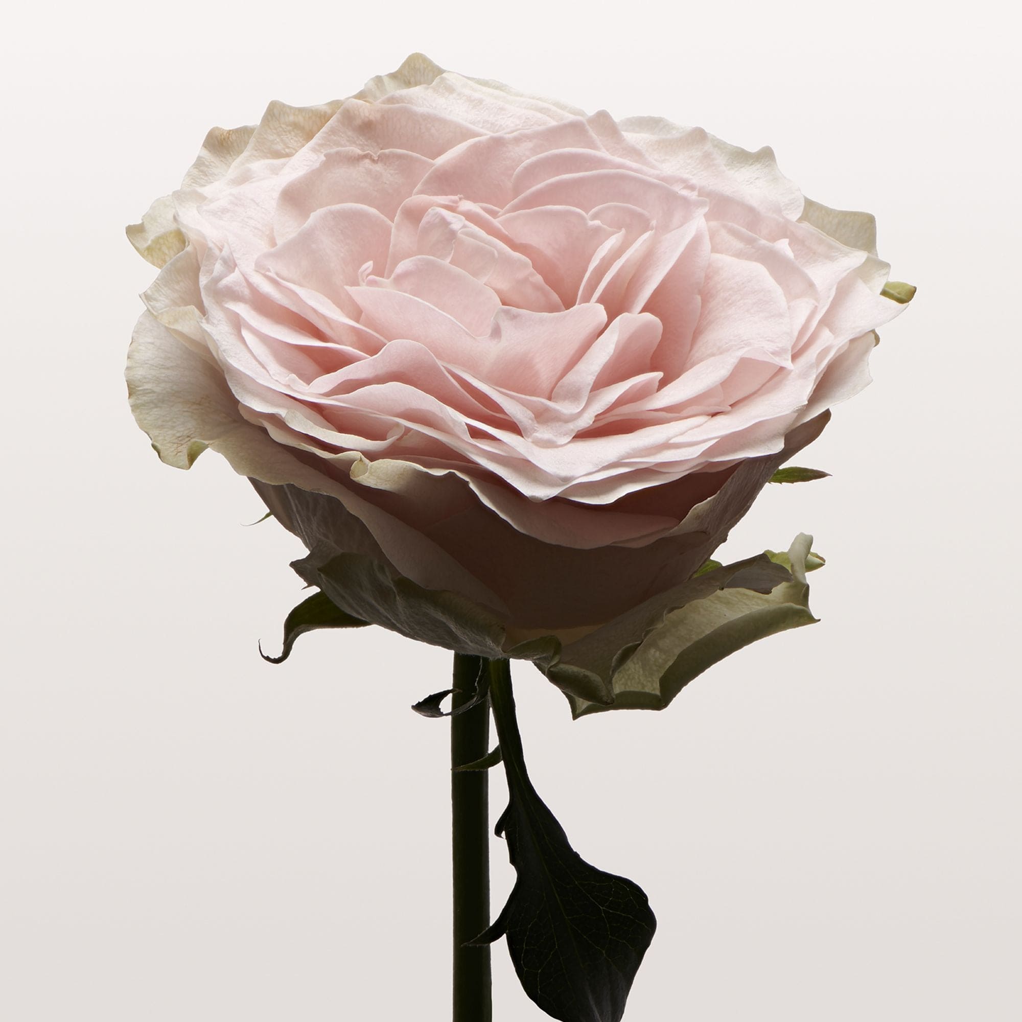 NONFICTION HAIR MIST 100ml ROSE PALE Hair Serum Mist 100ml